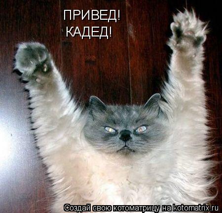 ПРИВЕД! КАДЕД!... Котоматрица: ПРИВЕД! КАДЕД!