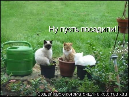 Ну пусть посадили!! Ну пусть посадили!!... Котоматрица: Ну пусть посадили!! Ну пусть посадили!!