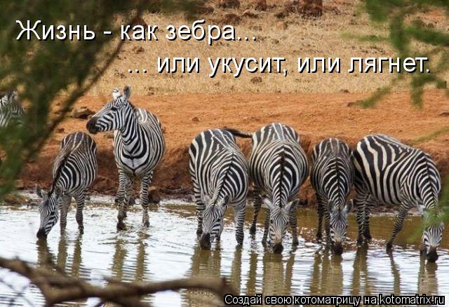 Жизнь - как зебра... ... или укусит, или лягнет.... Котоматрица: Жизнь - как зебра... ... или укусит, или лягнет.