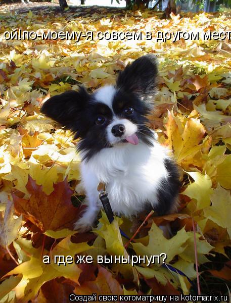 ой!по-моему-я совсем в другом месте нырял.... а где же вынырнул?... Котоматрица: ой!по-моему-я совсем в другом месте нырял.... а где же вынырнул?