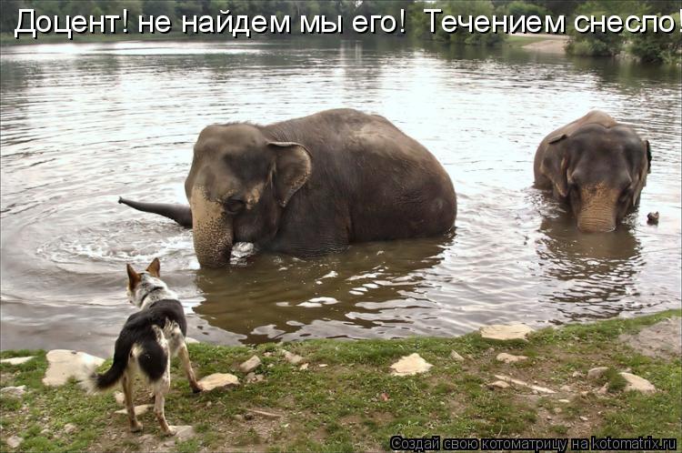 Котоматрица: Доцент! не найдем мы его!  Течением снесло!