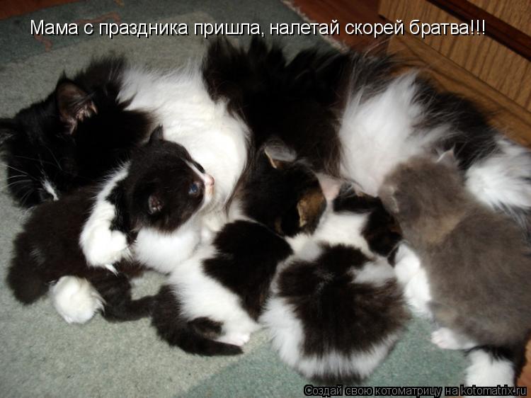 Мама с праздника пришла, налетай скорей братва!!!... Котоматрица: Мама с праздника пришла, налетай скорей братва!!!