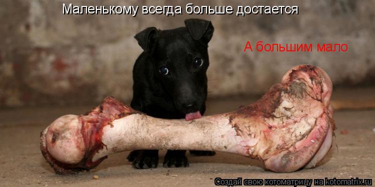 Маленькому всегда больше достается А большим мало... Котоматрица: Маленькому всегда больше достается А большим мало