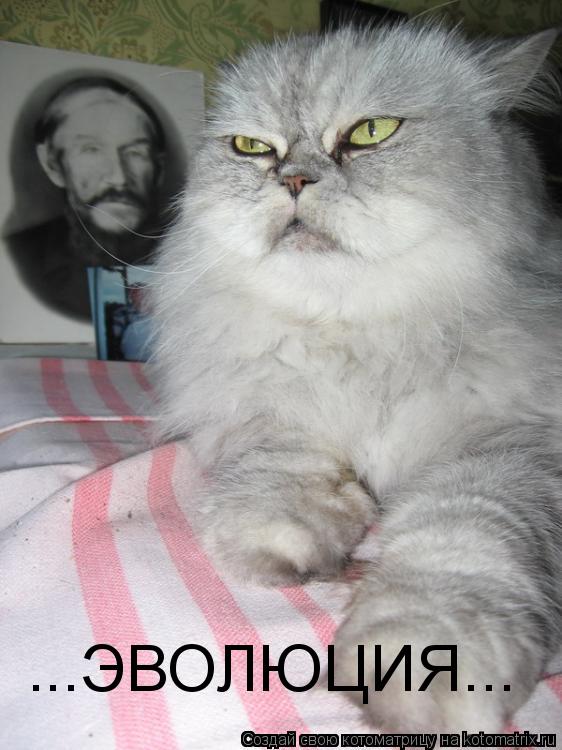 ...ЭВОЛЮЦИЯ...... Котоматрица: ...ЭВОЛЮЦИЯ...