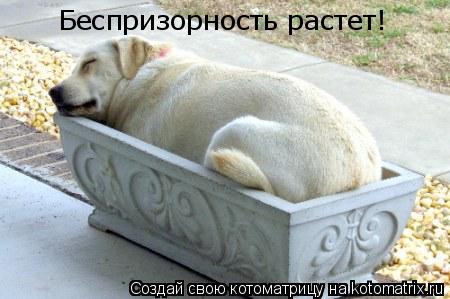 Беспризорность растет!... Котоматрица: Беспризорность растет!