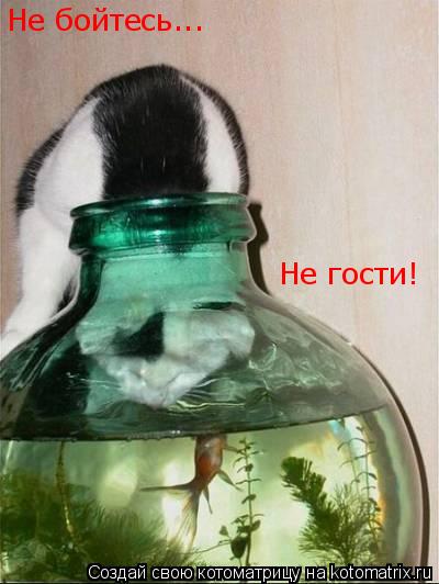 Котоматрица: Не бойтесь... Не гости!