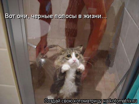 Вот они, черные полосы в жизни...... Котоматрица: Вот они, черные полосы в жизни...