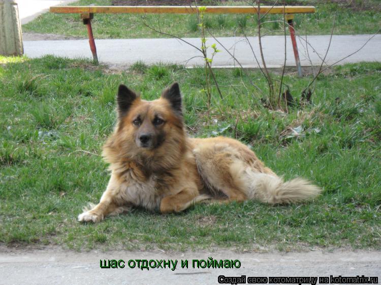 шас отдохну и поймаю... Котоматрица: шас отдохну и поймаю