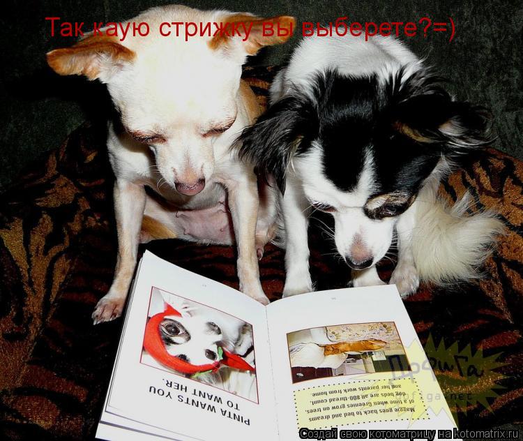 Так каую стрижку вы выберете?=)... Котоматрица: Так каую стрижку вы выберете?=)