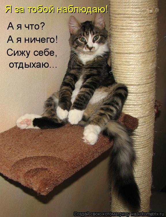 А я что? А я ничего! Сижу себе, отдыхаю... Я за тобой наблюдаю!... Котоматрица: А я что? А я ничего! Сижу себе, отдыхаю... Я за тобой наблюдаю!