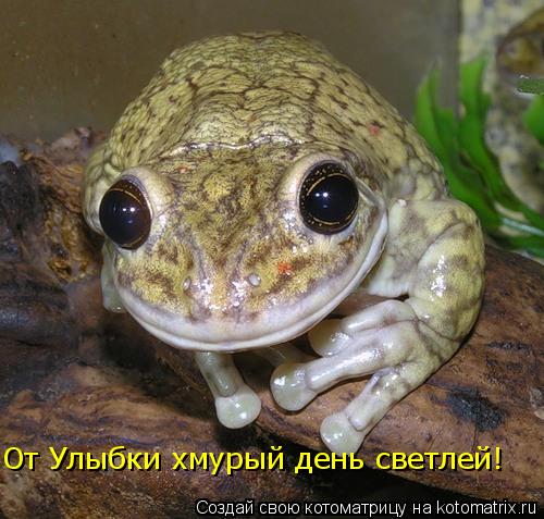 От Улыбки хмурый день светлей!... Котоматрица: От Улыбки хмурый день светлей!