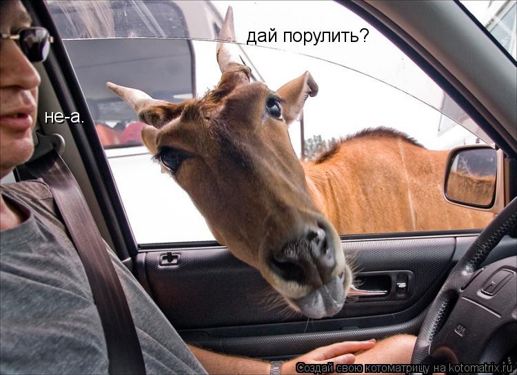 дай порулить? не-а.... Котоматрица: дай порулить? не-а.
