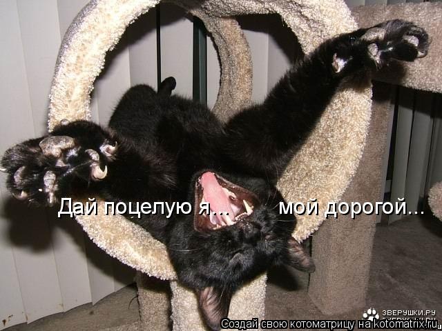 Дай поцелую я... мой дорогой...... Котоматрица: Дай поцелую я... мой дорогой...