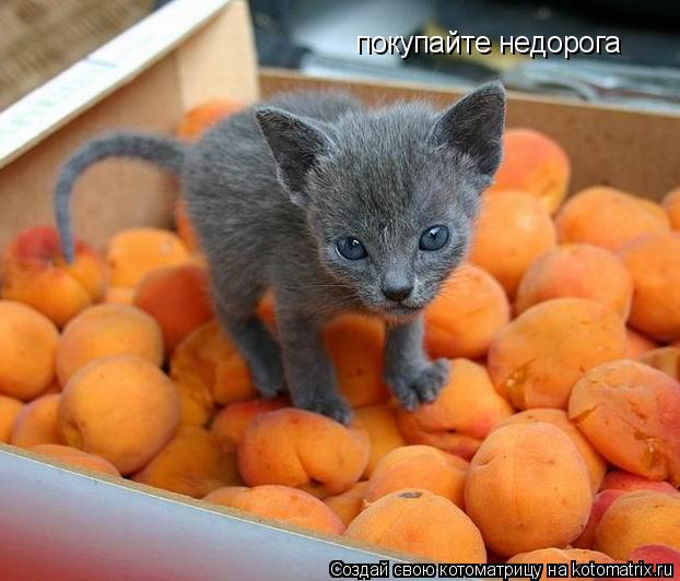 покупайте недорога... Котоматрица: покупайте недорога