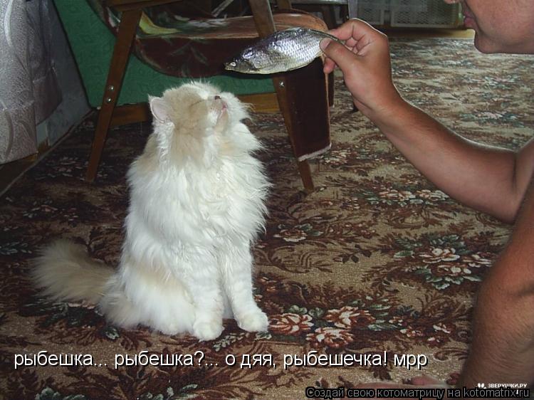 рыбешка... рыбешка?... о дяя, рыбешечка! мрр... Котоматрица: рыбешка... рыбешка?... о дяя, рыбешечка! мрр
