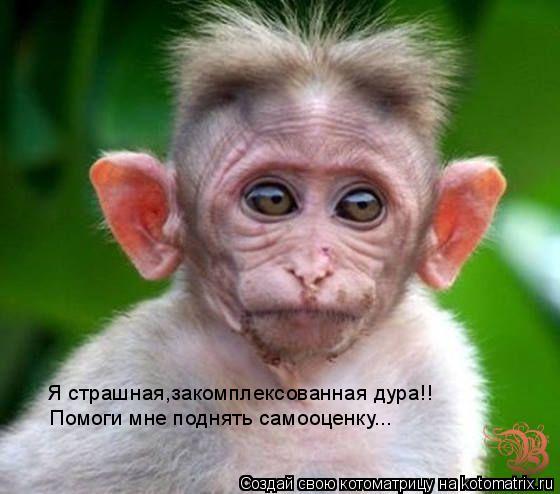 Я страшная,закомплексованная дура!! Помоги мне поднять самооценку...... Котоматрица: Я страшная,закомплексованная дура!! Помоги мне поднять самооценку...