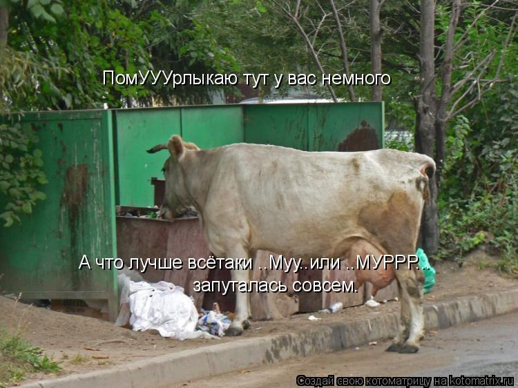 ПомУУУрлыкаю тут у вас немного А что лучше всётаки ..Муу..или ..МУРРР... запуталась совсем.... Котоматрица: ПомУУУрлыкаю тут у вас немного А что лучше всётаки ..Муу..или ..МУРРР... запуталась совсем.