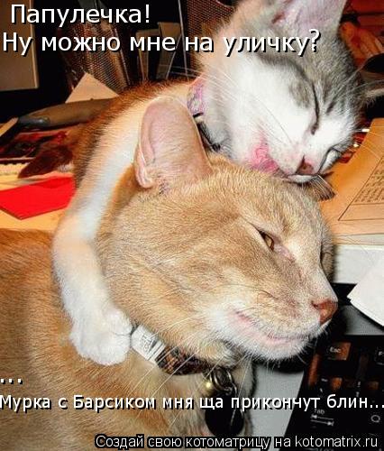 Папулечка! Ну можно мне на уличку. ... ? Мурка с Барсиком мня ща прикончут блин...... Котоматрица: Папулечка! Ну можно мне на уличку. ... ? Мурка с Барсиком мня ща прикончут блин...