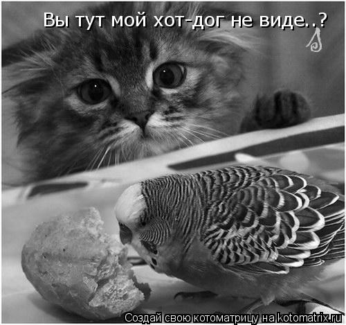 Вы тут мой хот-дог не виде..?... Котоматрица: Вы тут мой хот-дог не виде..?