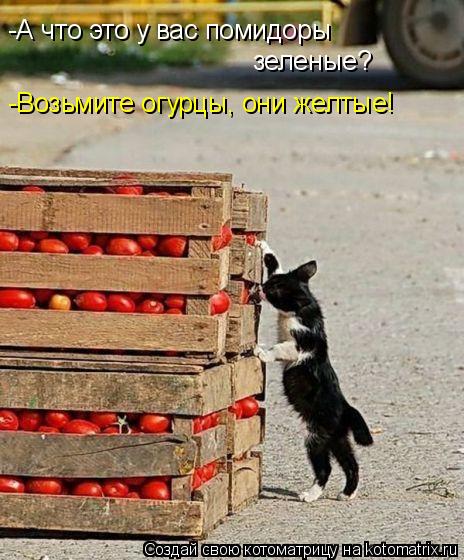 -А что это у вас помидоры зеленые? -Возьмите огурцы, они желтые!... Котоматрица: -А что это у вас помидоры зеленые? -Возьмите огурцы, они желтые!