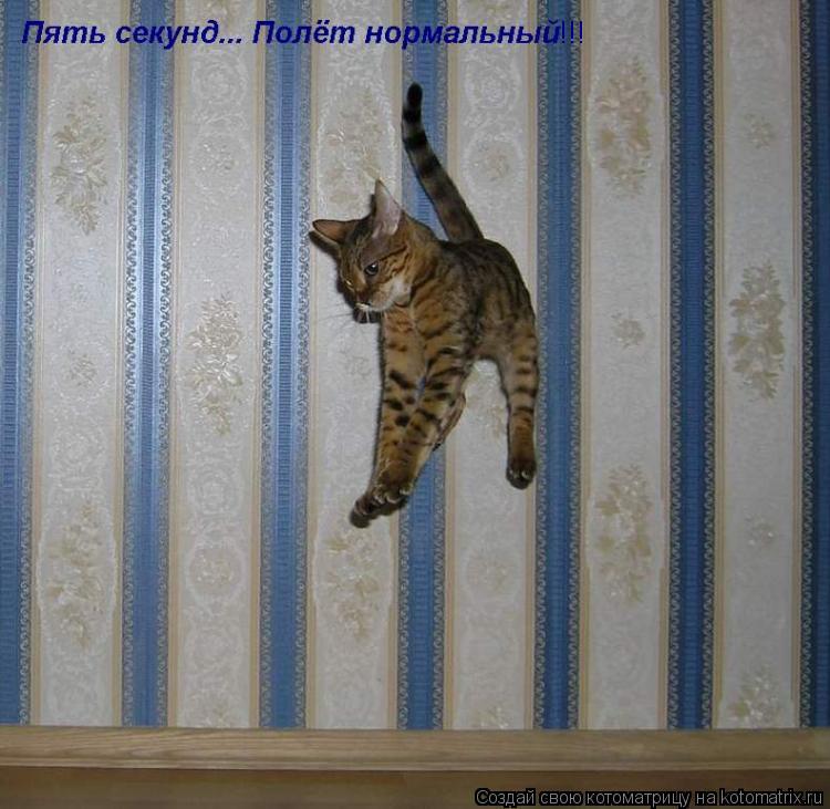 !!!... Котоматрица: !!!