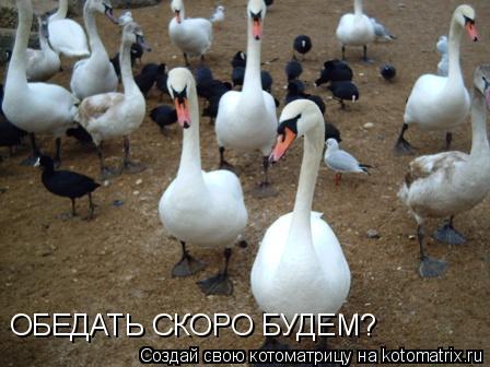 ОБЕДАТЬ СКОРО БУДЕМ?... Котоматрица: ОБЕДАТЬ СКОРО БУДЕМ?