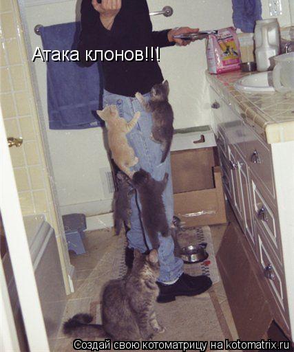 Атака клонов!!!... Котоматрица: Атака клонов!!!