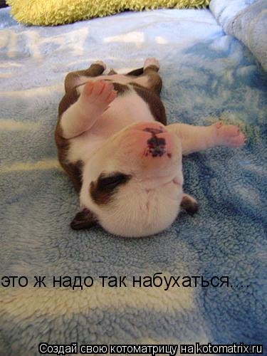 это ж надо так набухаться....... Котоматрица: это ж надо так набухаться....