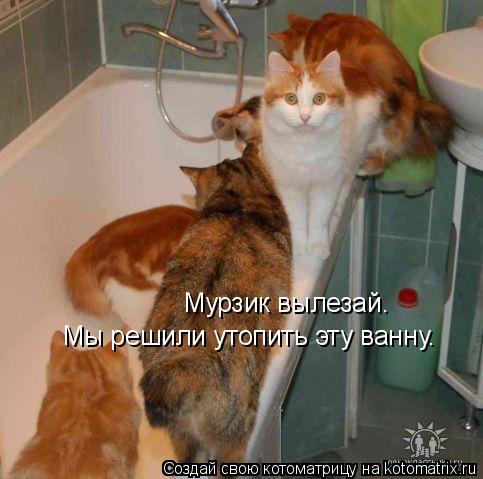 Мурзик вылезай. Мы решили утопить эту ванну.... Котоматрица: Мурзик вылезай. Мы решили утопить эту ванну.