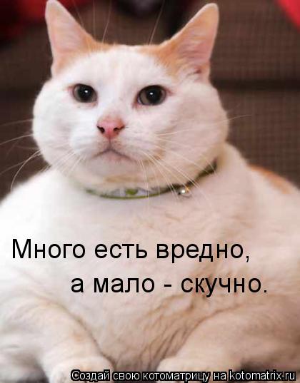 Много есть вредно, а мало - скучно.... Котоматрица: Много есть вредно, а мало - скучно.