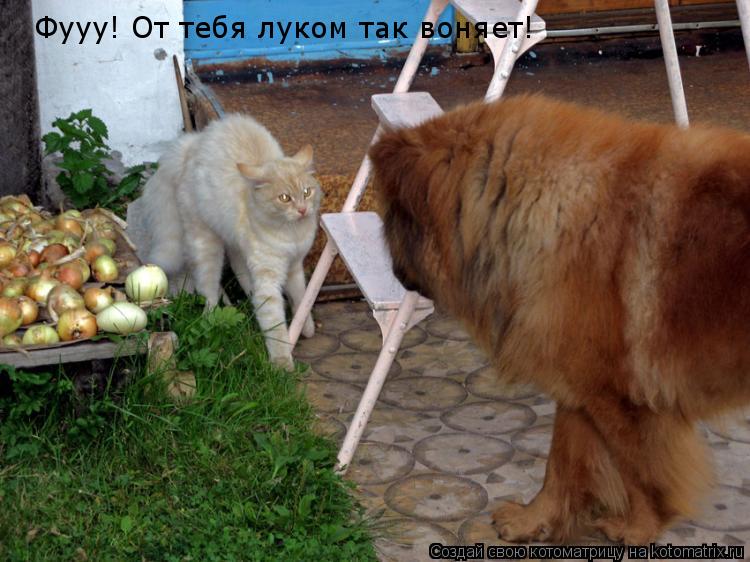 Фууу! От тебя луком так воняет!... Котоматрица: Фууу! От тебя луком так воняет!