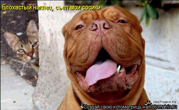 Блохастый наглец, съел мои сосики... Котоматрица: Блохастый наглец, съел мои сосики