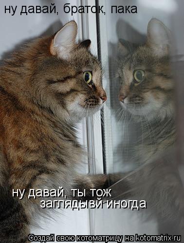 ну давай, браток, пака ну давай, ты тож заглядывй иногда... Котоматрица: ну давай, браток, пака ну давай, ты тож заглядывй иногда