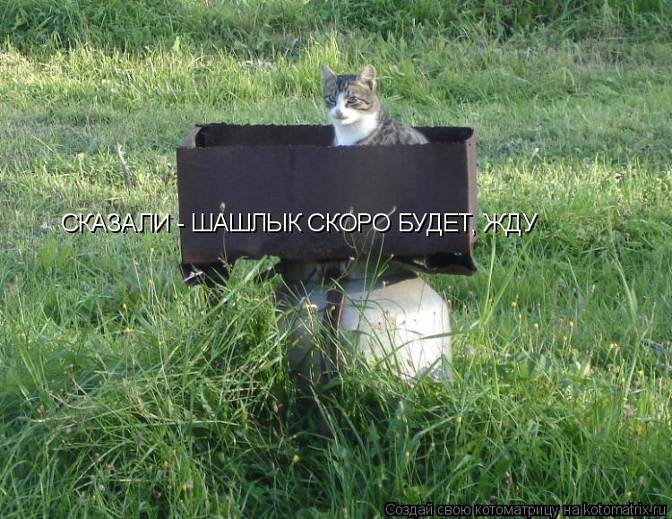 СКАЗАЛИ - ШАШЛЫК СКОРО БУДЕТ, ЖДУ... Котоматрица: СКАЗАЛИ - ШАШЛЫК СКОРО БУДЕТ, ЖДУ