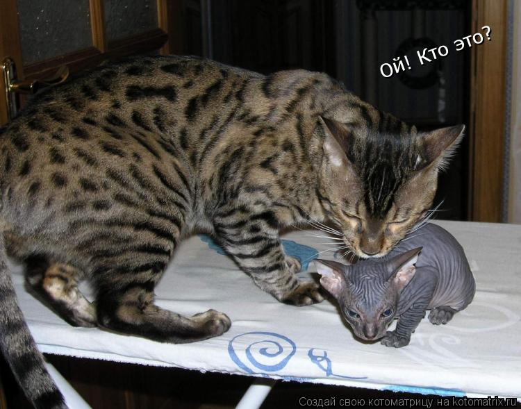 Ой! Кто это?... Котоматрица: Ой! Кто это?