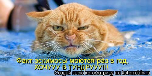 Факт:эскимосы моются раз в год. ХОЧУУУ В ТУНДРУУУ!!!... Котоматрица: Факт:эскимосы моются раз в год. ХОЧУУУ В ТУНДРУУУ!!!