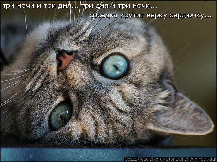 соседка крутит верку сердючку... три ночи и три дня... три дня и три ночи...... Котоматрица: соседка крутит верку сердючку... три ночи и три дня... три дня и три ночи...