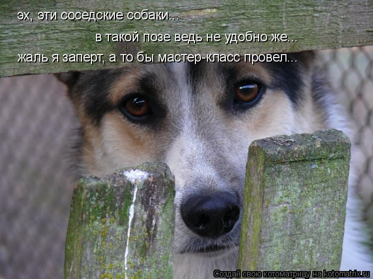 Котоматрица: эх, эти соседские собаки... в такой позе ведь не удобно же... жаль я заперт, а то бы мастер-класс провел...