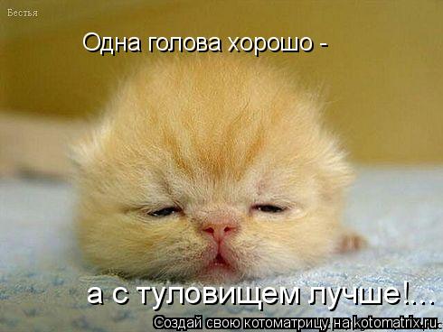 Одна голова хорошо - а с туловищем лучше!...... Котоматрица: Одна голова хорошо - а с туловищем лучше!...