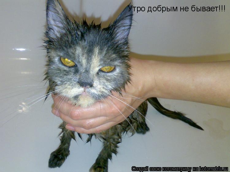 Утро добрым не бывает!!!... Котоматрица: Утро добрым не бывает!!!