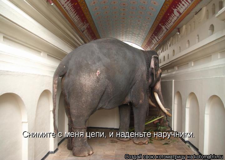 Снимите с меня цепи, и наденьте наручники.... Котоматрица: Снимите с меня цепи, и наденьте наручники.