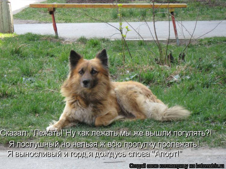 Сказал:,"Лежать!"Ну как лежать,мы же вышли погулять?! Я послушный,но нельзя ж всю прогулку пролежать!... Котоматрица: Сказал:,"Лежать!"Ну как лежать,мы же вышли погулять?! Я послушный,но нельзя ж всю прогулку пролежать! Я выносливый и горд,я дождусь слова "Апор