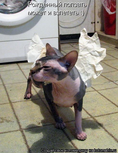 Рожденный ползать может и взлететь :)... Котоматрица: Рожденный ползать может и взлететь :)