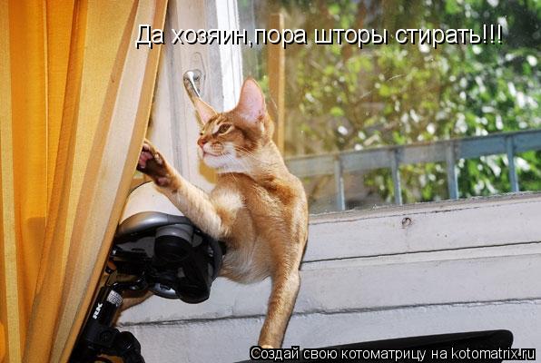 Да хозяин,пора шторы стирать!!!... Котоматрица: Да хозяин,пора шторы стирать!!!