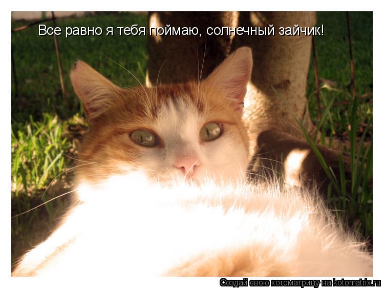Все равно я тебя поймаю, солнечный зайчик!... Котоматрица: Все равно я тебя поймаю, солнечный зайчик!