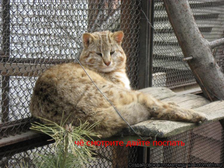 чё смотрите дайте поспать... Котоматрица: чё смотрите дайте поспать