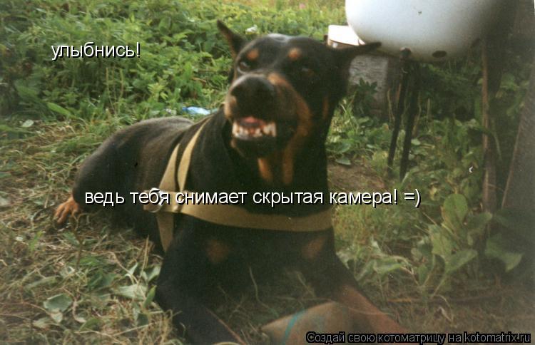 улыбнись! ведь тебя снимает скрытая камера! =)... Котоматрица: улыбнись! ведь тебя снимает скрытая камера! =)