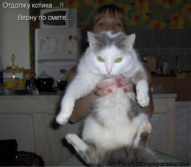 Отдолжу котика....!! Верну по смете...... Котоматрица: Отдолжу котика....!! Верну по смете...