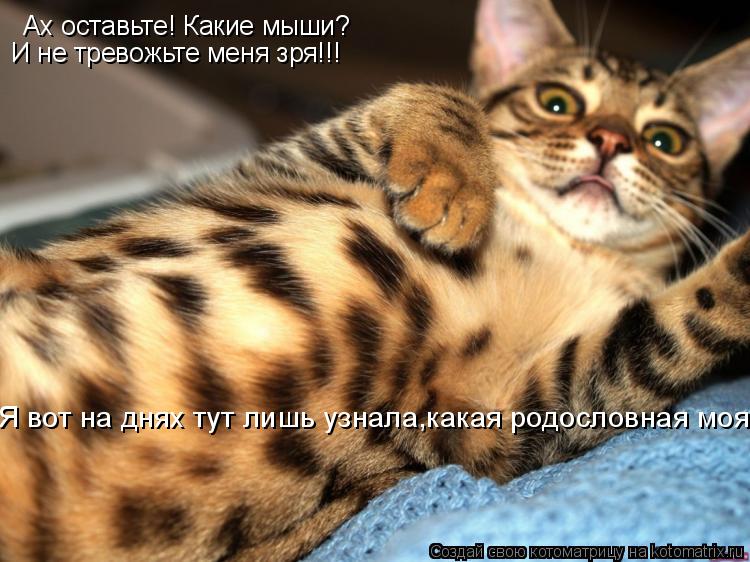 Ах оставьте! Какие мыши? И не тревожьте меня зря!!! Я вот на днях тут лишь узнала,какая родословная м... Котоматрица: Ах оставьте! Какие мыши? И не тревожьте меня зря!!! Я вот на днях тут лишь узнала,какая родословная моя.