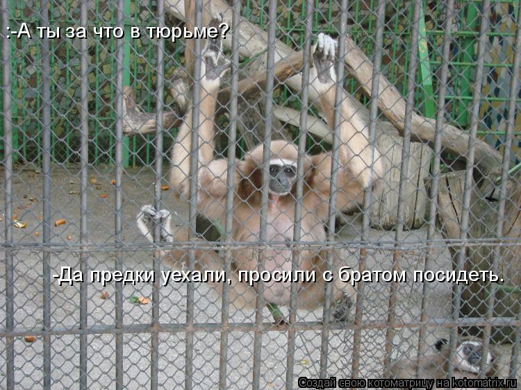 -Да предки уехали, просили с братом посидеть. :-А ты за что в тюрьме?... Котоматрица: -Да предки уехали, просили с братом посидеть. :-А ты за что в тюрьме?